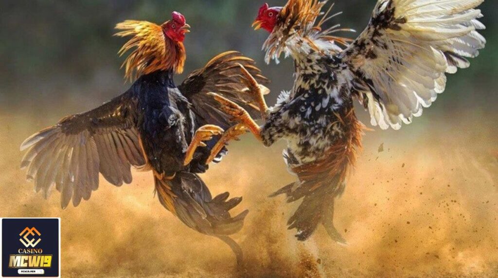 Cách chơi Đá Gà CFE